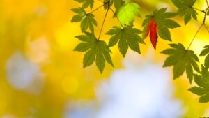 外壁塗装のベストシーズンは“秋”！でも実は夏の終わりが勝負どき
